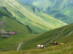一面緑の山肌の小屋や牛さん