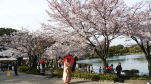 三渓園池のそばの桜