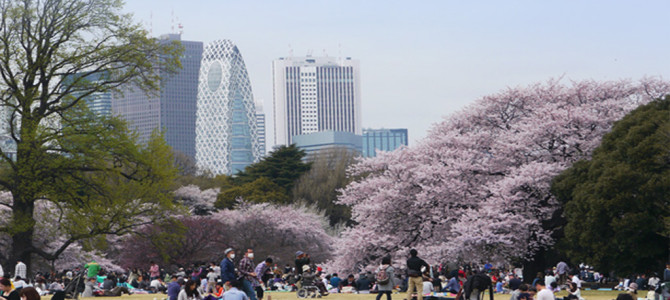新宿御苑　桜・菊など