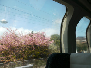 スーパービュー踊り子_車窓からの桜