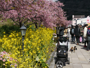 河津駅前の桜の菜の花