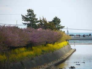 川沿いの河津桜と菜の花と海