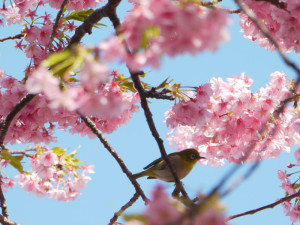 河津桜のウグイス