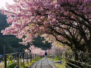 河津桜の桜並木