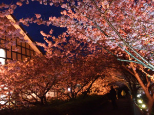 河津桜の夜桜
