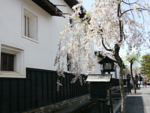 飛騨古川_壱番の白壁と桜