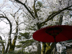 兼六園の桜と和傘