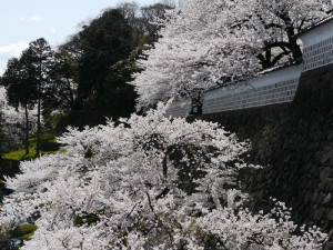 金沢城の石垣と桜