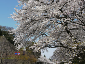 金沢城跡石垣通り沿いの桜