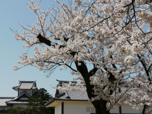 金沢城址公園内からの石川門と桜