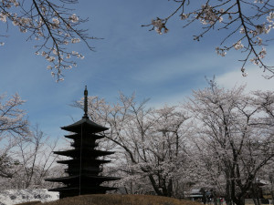 聖光寺_桜と小さな塔