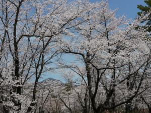 聖光寺_桜と山