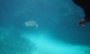 T7_01_2b_withSeaTurtle