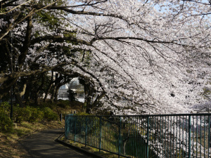 掃部山公園_道際の桜