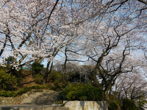 掃部山公園_入口の桜