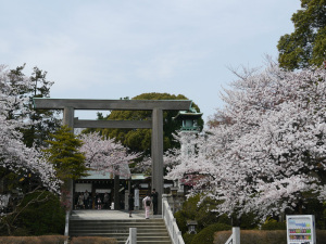 伊勢山皇大神宮の鳥居付近の桜