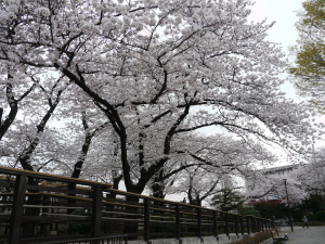 野毛山公園_子供広場の桜
