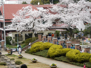 元町公園_広場の桜