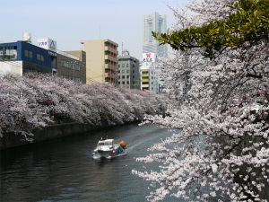 大岡川沿いの桜並木と船とランドマーク