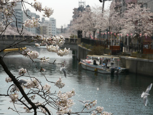大岡川沿いの桜並木と船とかもめ