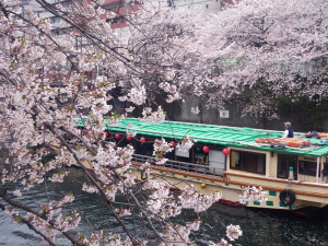 大岡川沿いの桜と屋形船