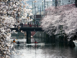 大岡川沿いの桜並木とレガッタ