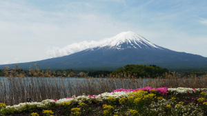 41_31_01_大石公園_富士山と花