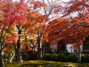 42_11_08_箱根美術館内紅葉と茶屋